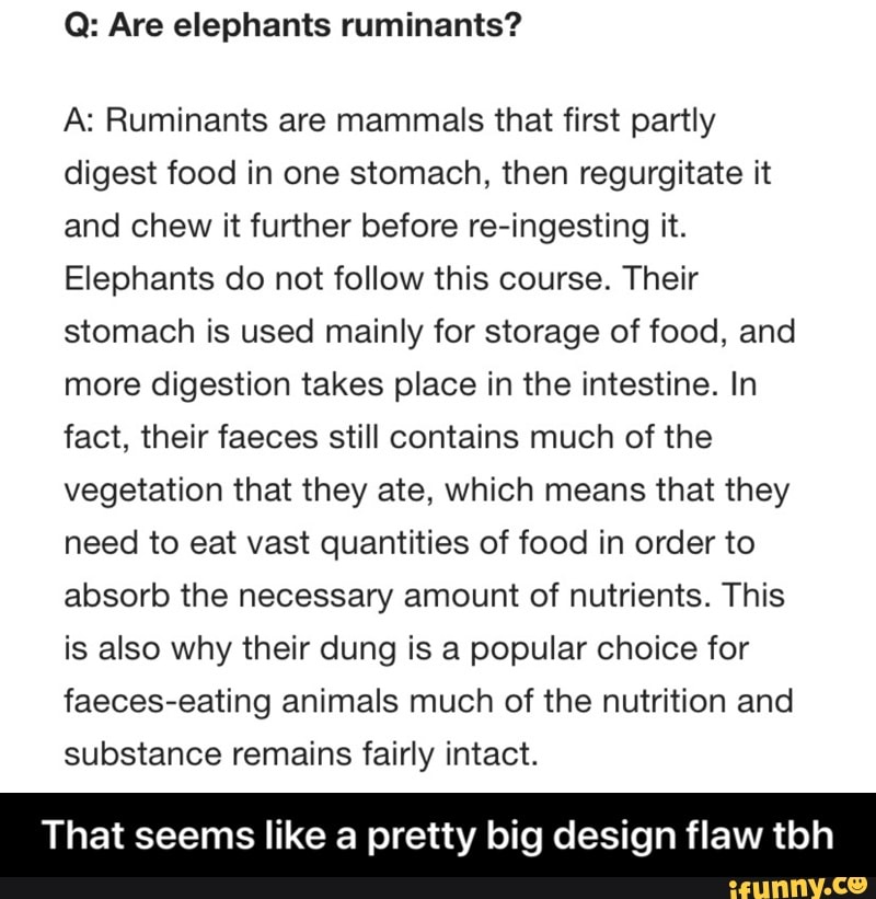 Silly Ruminant Ruminants memes. Best Collection of funny Ruminants pictures on iFunny